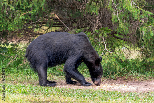 American Black Bear Smelling the Ground in the WIld