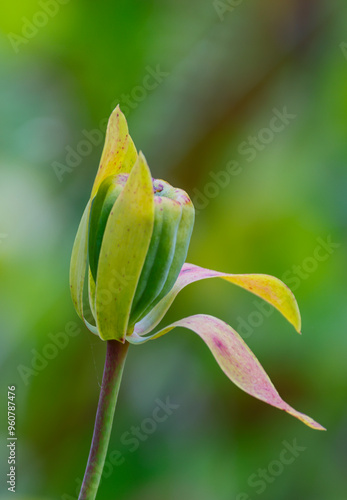 USA, Oregon, just north of Florence Darlingtonia plants found at the Darlingtonia State Natural Site photo