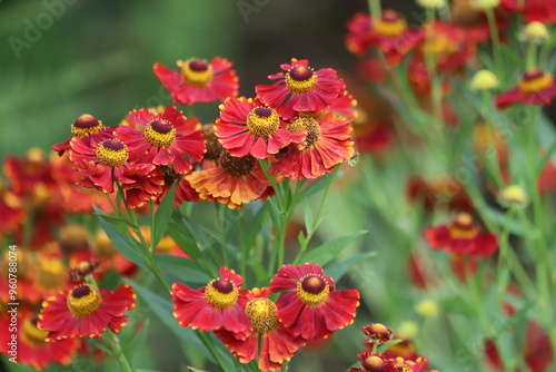 Helenium autumnale. Yellow and red flowers in garden. photo