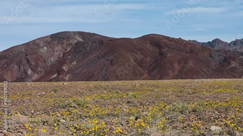 This vibrant 4K UHD footage showcases the desert yellow aster blooming during the rare super bloom in Death Valley National Park, California. Captured in the Panamint Range, these flowers create a sea photo