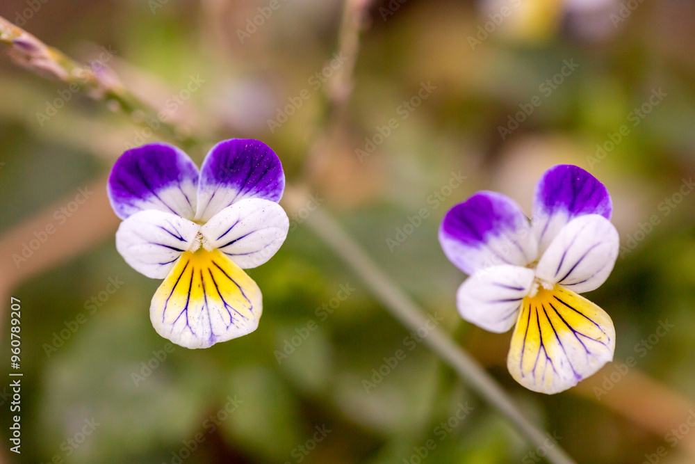 Viola tricolor - wild pansy flower in garden Viola tricolor - wild pansy flower in garden