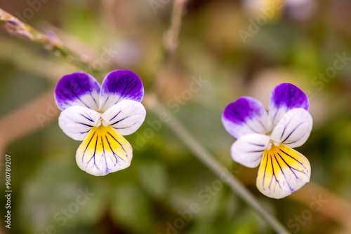 Viola tricolor - wild pansy flower in garden