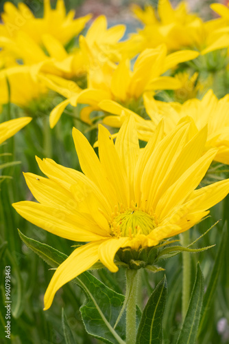 USA, Utah. Mules ear (Wyethia scabra), Red Butte Gardens. photo