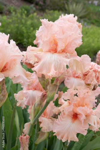 USA, Utah. Iris (Iris missouriensis), Red Butte Gardens. photo