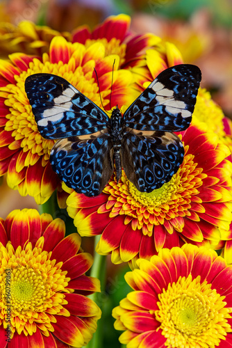 USA, Washington State, Sammamish. Tropical butterfly the cracker buttery, wings out on red and yellow gerber daisy photo