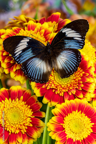 USA, Washington State, Sammamish. Tropical butterfly on red and yellow gerber daisy photo