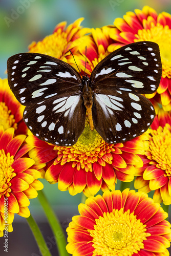 USA, Washington State, Sammamish. Forest queen butterfly on gerber daisy photo