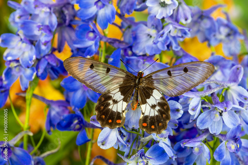 USA, Washington State, Sammamish. Big greasy. Also known as the clearwing butterfly on blue delphinium flowers