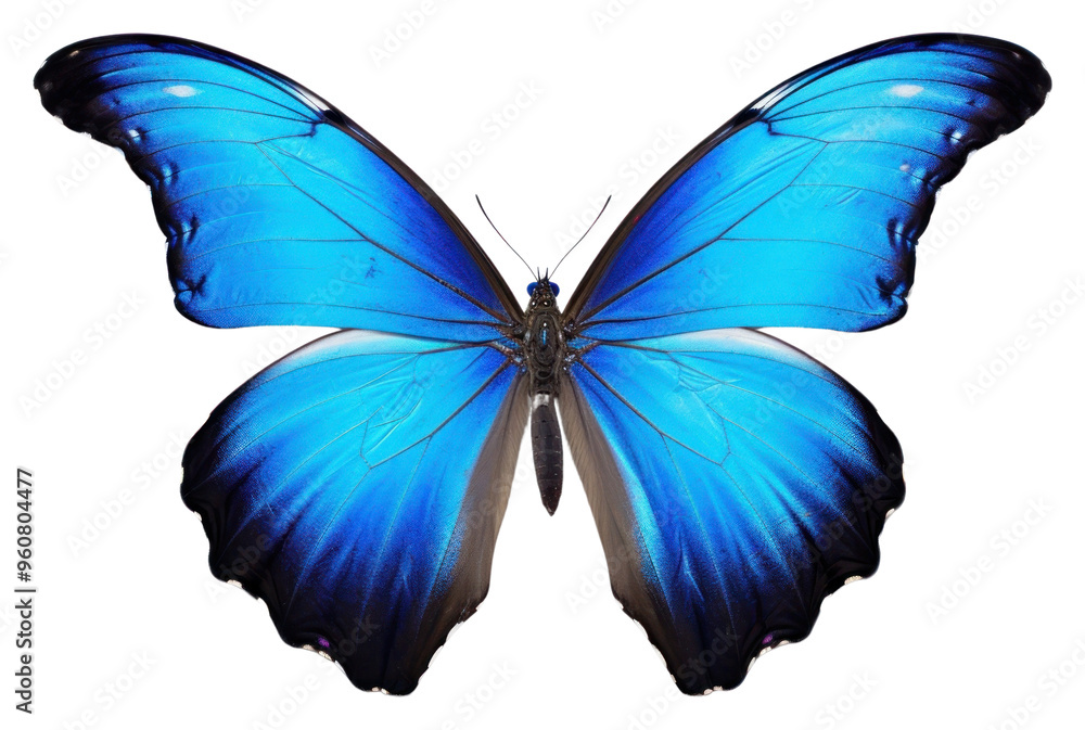 Fototapeta premium PNG A Beautiful butterfly animal insect white background.