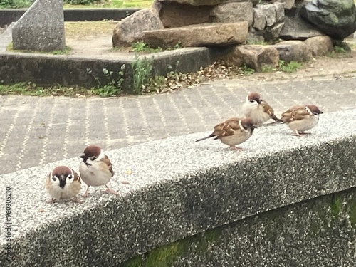 pigeons on the street