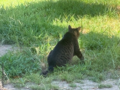 くつろぐ猫背中