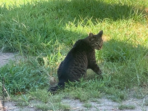 くつろぐ猫