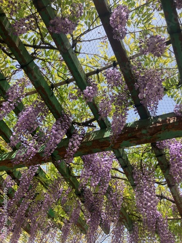 藤の花