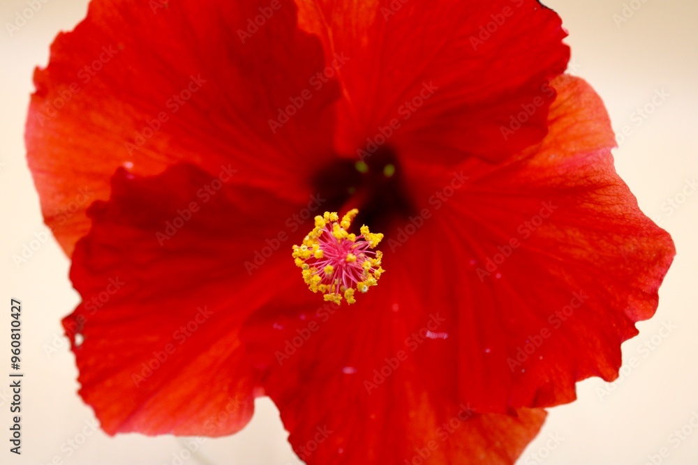 Red Hibiscus flower, closeup Red Hibiscus flower, closeup