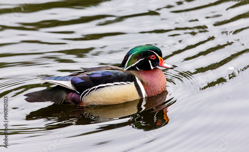 USA, Washington State, Sammamish. Wood duck drake swimming in Yellow Lake photo