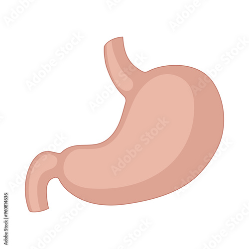 stomach illustration, vector design of human internal organs