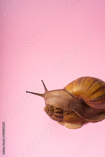 Giant snail on pink background photo