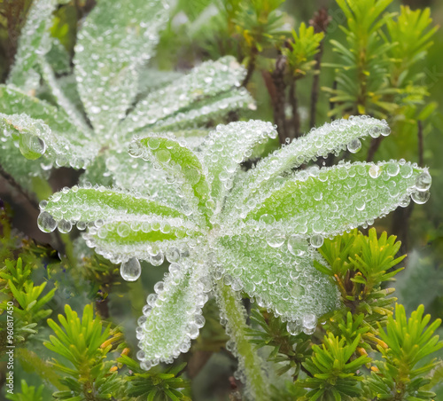 Washington State, Mount Rainier National Park. Dew drop coated subalpine lupine leaves photo