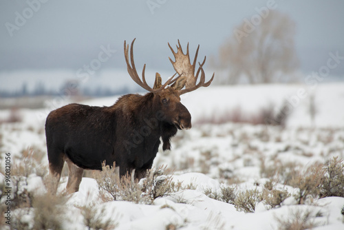 USA, Wyoming, Grand Teton National Park. Bull moose in snow. photo