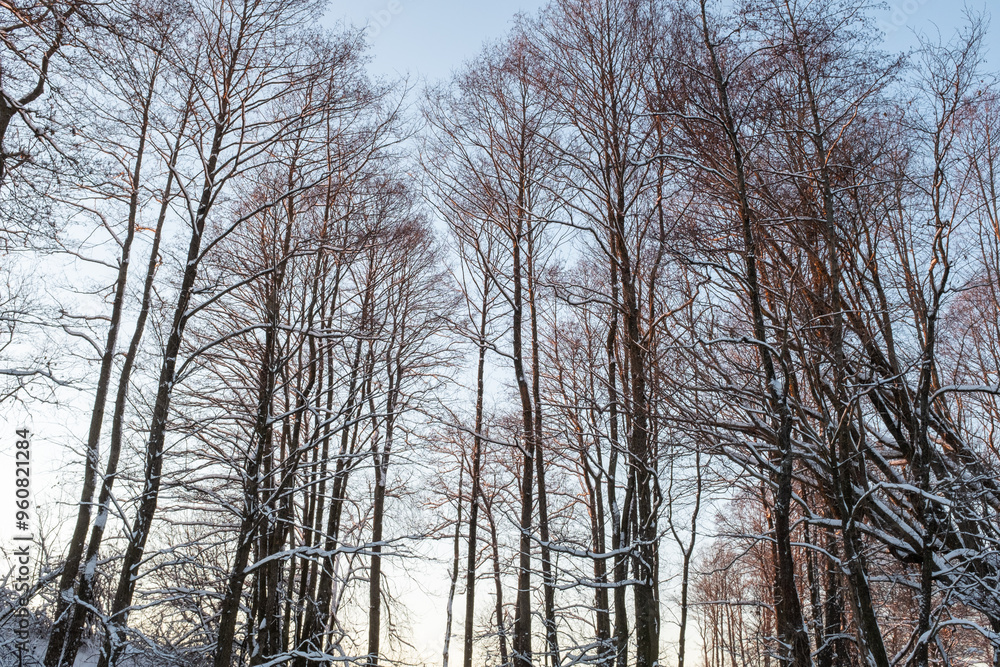 Winter forest landscape. Snow covered trees for publication, design, poster, calendar, post, screensaver, wallpaper, postcard, banner, cover, website. High quality photo Winter forest landscape. Snow covered trees for publication, design, poster, calendar, post, screensaver, wallpaper, postcard, banner, cover, website. High quality photo