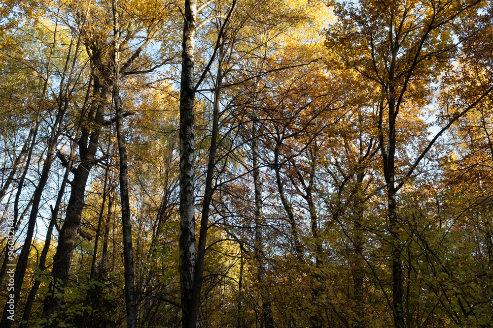Autumn landscape with blue sky, bottom view. Background of autumn forest for publication, poster, screensaver, wallpaper, postcard, banner, cover, post. High quality photo Autumn landscape with blue sky, bottom view. Background of autumn forest for publication, poster, screensaver, wallpaper, postcard, banner, cover, post. High quality photo