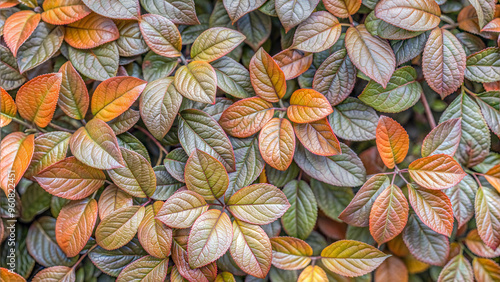Wallpaper Mural Seamless pattern of colorful autumn leaves in warm tones for a natural texture design Torontodigital.ca
