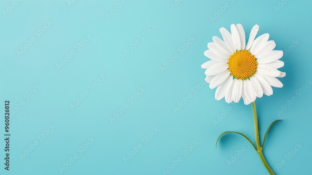 Single white daisy on pale blue background Single white daisy on pale blue background