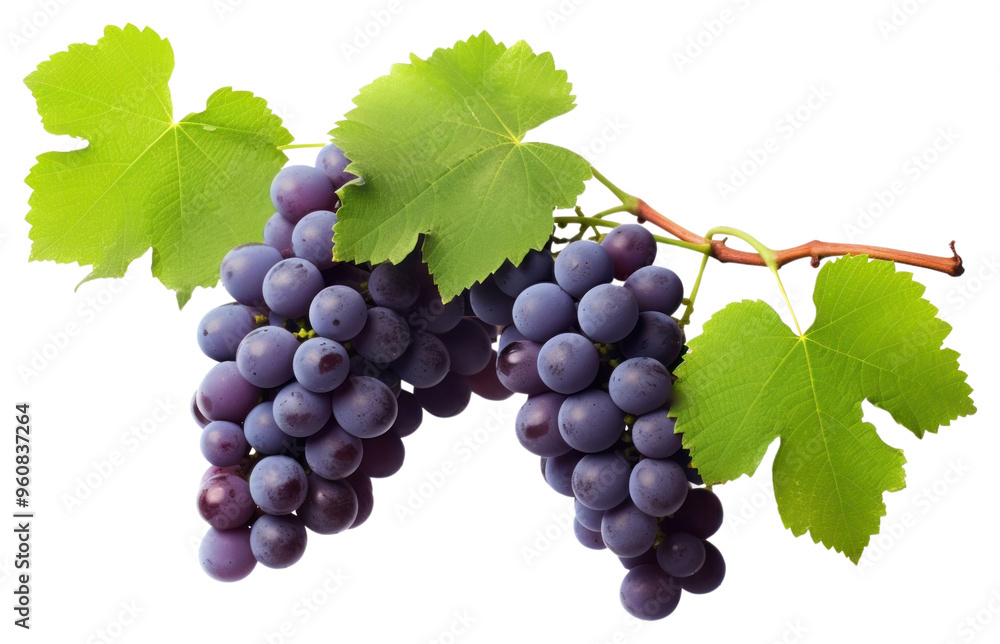 Fototapeta premium PNG Bunch of purple grapes Vine leaves vine fruit.