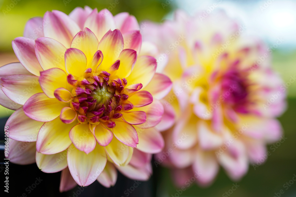 Close up of a large pink and yellow dahlia flower head. Another flowered head blurred in the background.
Close up of a large pink and yellow dahlia flower head. Another flowered head blurred in the background.