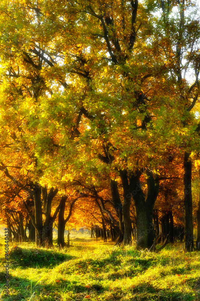 Autumn forest landscape. Forest oak tree alley in autumn park, soft focus processing. Colorful autumn forest nature, sunny forest landscape with autumn oak trees Autumn forest landscape. Forest oak tree alley in autumn park, soft focus processing. Colorful autumn forest nature, sunny forest landscape with autumn oak trees