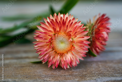 Unique apricot, colored strawflower laying on a piece of wood.