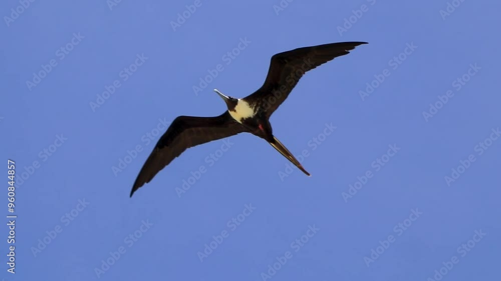Fregat birds flock fly blue sky clouds background in Mexico. Fregat birds flock fly blue sky clouds background in Mexico.