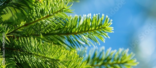 Close Up Norfolk Island Pine Araucaria Heterophylla Green Leaves And Blue Sky Background