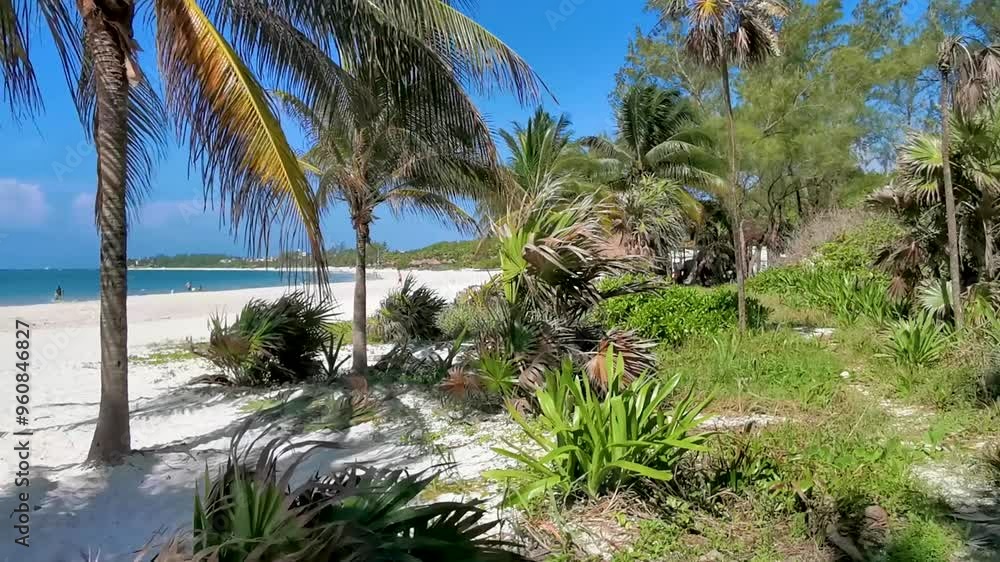 Tropical Caribbean beach with palm trees Playa del Carmen Mexico. Tropical Caribbean beach with palm trees Playa del Carmen Mexico.