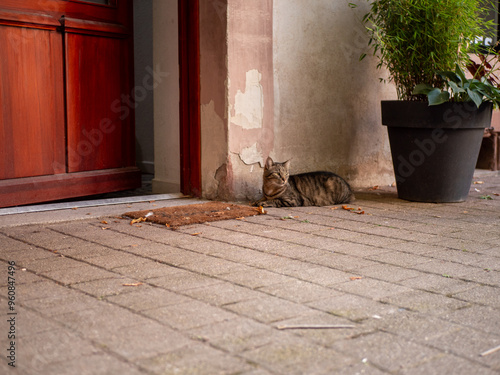 Colmar, France - 09-10-2023 : a cat resting in a yard