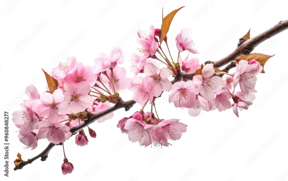Obraz premium PNG Sakura branches clipping path cherry blossom branches flower plant white background.