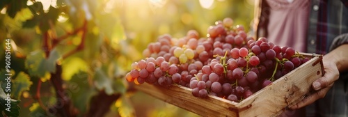 Soft focus on fresh, ripe grapes in a wooden box held by a female grower during harvest in the early morning light, with sunbeams shining over the vineyard.