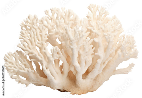 Fototapeta Naklejka Na Ścianę i Meble -  PNG Nature plant sea transparent background.