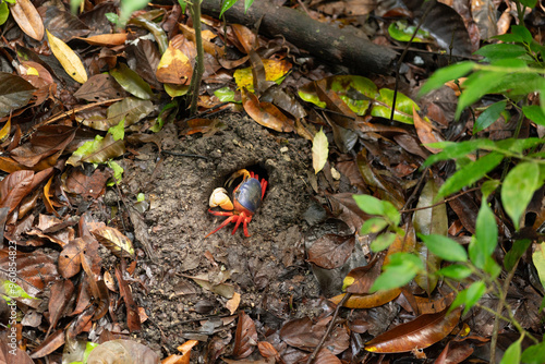 Tropical land crabs on the ground in a mangrove in Manuel Antonio National Park in Costa Rica