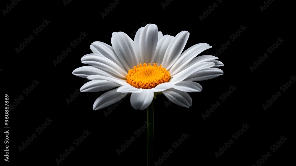 White daisy isolated on a black matte background, crisp and clean, subtle shadows, photographic realism, ideal for minimalist and modern designs. White daisy isolated on a black matte background, crisp and clean, subtle shadows, photographic realism, ideal for minimalist and modern designs.