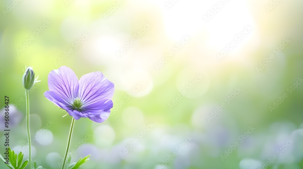 Violet in full bloom, delicate purple petals, captured in a macro style, soft green gradient background, photorealistic detail, suitable for beauty or nature artwork Violet in full bloom, delicate purple petals, captured in a macro style, soft green gradient background, photorealistic detail, suitable for beauty or nature artwork