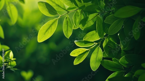 Green Leaves Backlit by Sunlight   Natural Foliage Texture
