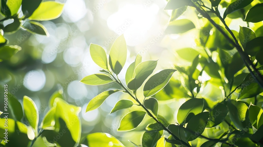 Sunlight Through Green Leaves Nature Background Bokeh Greenery Spring Sunlight Through Green Leaves Nature Background Bokeh Greenery Spring