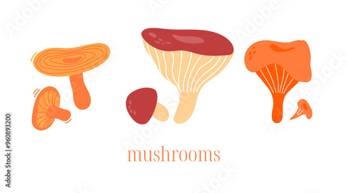 Mushrooms set. Boletus, Saffron milk cap, chanterelle  icons. Edible fungi. Autumn fall forest fungus. Healthy natural organic food, eating. Flat vector illustration isolated on white background