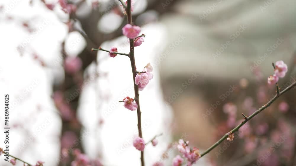 Flower with Pink Cherry Bloosom in Autumn Japon Flower with Pink Cherry Bloosom in Autumn Japon