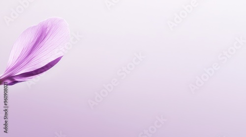 Purple Flower Petal on Pastel Background Minimalist Floral Design