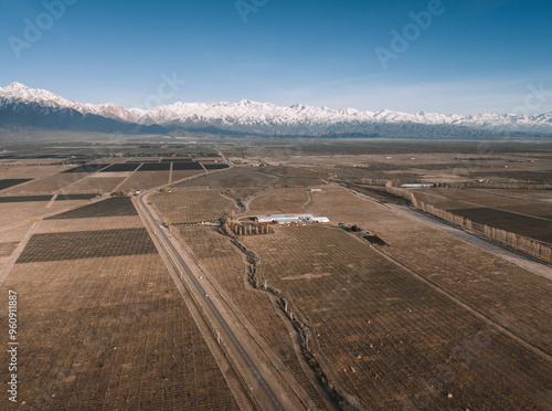 vineyard & garlic landscape in the andes