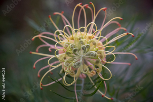 Grevilliea - Plants of the Australian National Botanic Gardens photo