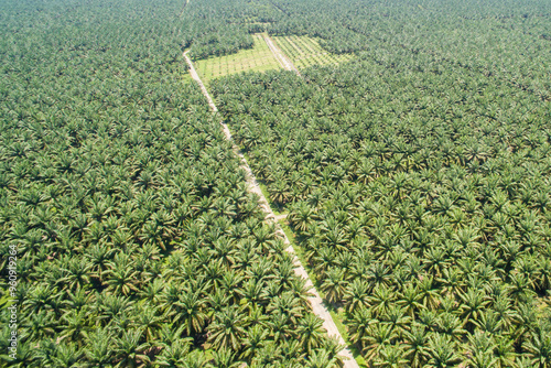 aerial view of palm oil plantation photo