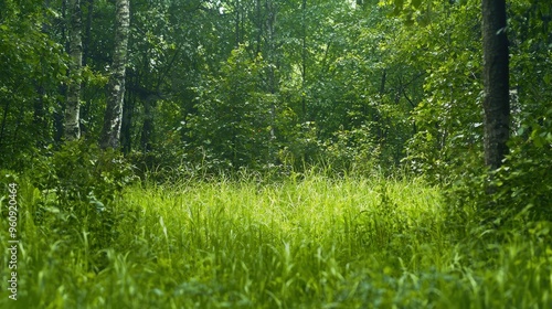 Lush Green Forest Undergrowth with Sunlight Filtering Through Trees